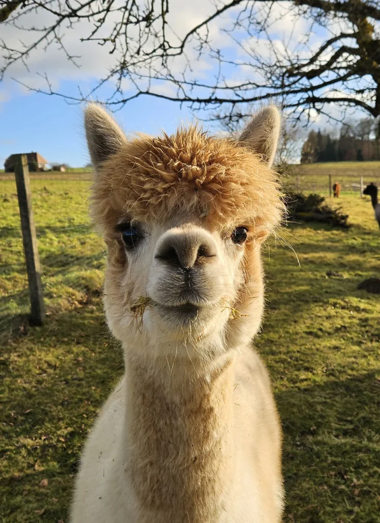 alpaka portrait