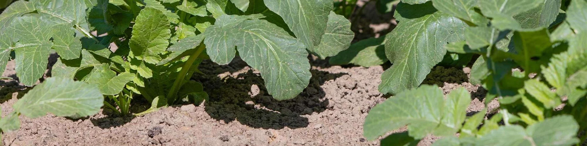 biogemuese maurer kraut